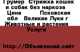 Грумер. Стрижка кошек и собак без наркоза. › Цена ­ 600 - Псковская обл., Великие Луки г. Животные и растения » Услуги   